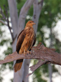 Whistling Kite