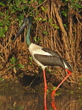 Black-necked Stork