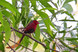 Male Crimson Finch