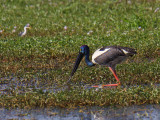 Black-necked Stork
