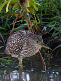 Juv.Nankeen Night Heron