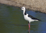 Black-winged Stilt