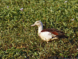 Radjah Shelduck