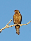 Whistling Kite