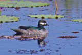 Green Pygmy-goose