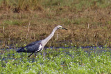 White-necked Heron