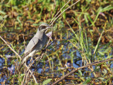 Black-faced Cuckoo-shrike,imm.