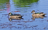 Green Pymy -geese