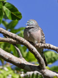 Peaceful Dove