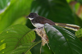 Birds of Singapore and Borneo 2008