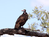 Juv. White-Headed Vulture