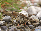 Red-throated Pipit