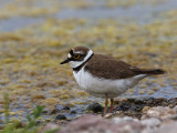 Little Ringed Plover