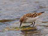 Little Stint