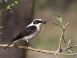 Black-eared Wheatear