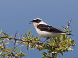 Black-eared Wheatear