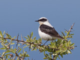 Black-eared Wheatear