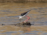 Black-winged Stilt with egg