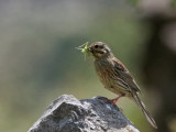 Female Cirl Bunting