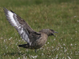 Great Skua