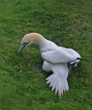 Gannet  tearing grass off