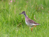 Juvenile Redshank