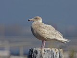 First winter  Glaucous Gull