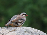 Chukar