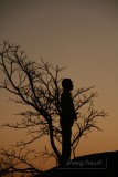 27-Man beside tree at nightfall