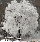 Snow Covered Tree