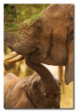 Elefantes  -  Elephants