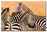 Cebras  -  Zebras