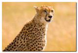Guepardo  -  Cheetah