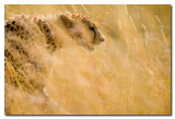 Guepardo en la hierba   -  Cheetah in the grass