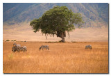 Planicie del Norongoro  -  Ngorongoro plain