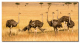 Avestruces  -  Ostriches