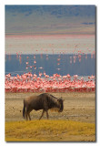 u y Flamingos  -  Wildebeest and Flamingos