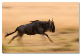 u corriendo  en la pradera  -    Wildebeest  running in the praire