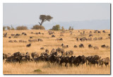 Migracion de los us  -  Migration of the  Wildebeest