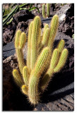 Jardin de Cactus-10.jpg