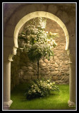 Arreglo de flores  -  Floral arrangement