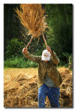 Granjero batiendo arroz  -  Farmer beating rice