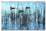 Patos y los juncos  -  Ducks and the reeds