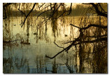Arboles y patos en el lago  -  Trees and ducks in the lake