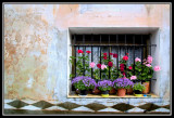 Ventana con flores en Villalba Baja Aragon