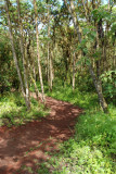 Footpath in Highland Forest