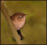 Winterkoning - Wren