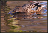 Ducks on the farm