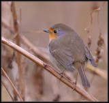 Roodborst - Robin