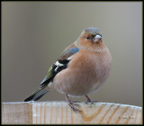 Vink - Chaffinch